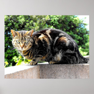 Póster Gremlin, el gato del tabby