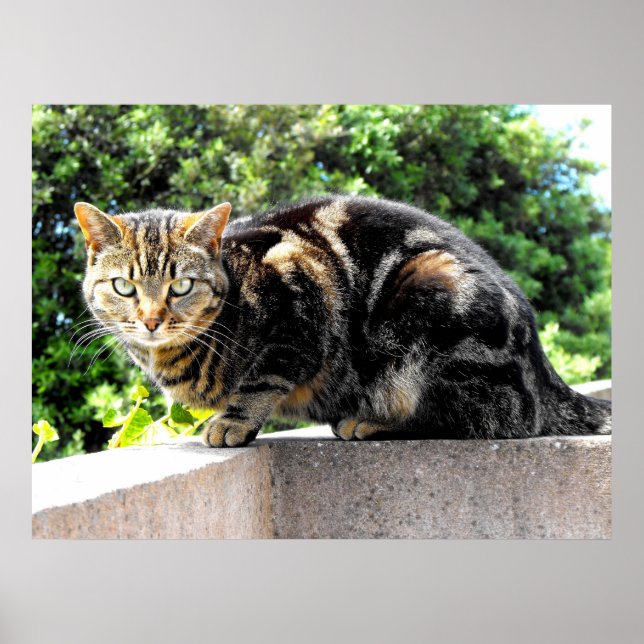 Póster Gremlin, el gato del tabby (Frente)