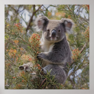 Póster Grevillea Koala Bear,