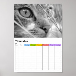 Póster Grey and White Cat on a Green / Timetable