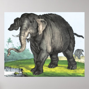 Póster Grey Elephant