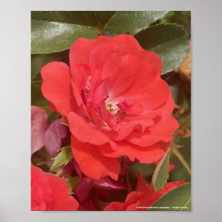 Póster greyforaday Red Floral Print