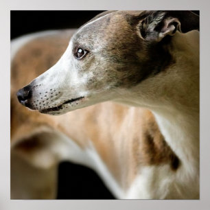 Póster Greyhound Dog Poster