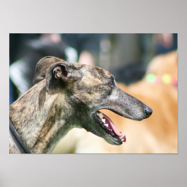 Póster Greyhound poster (Frente)