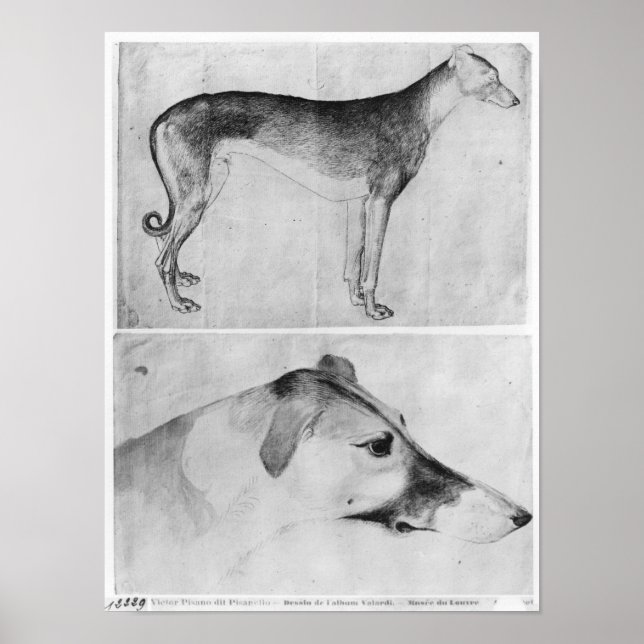 Póster Greyhound y la cabeza de un galgo (Frente)