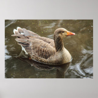 Póster Greylag Goose. Lago Roath Park, Cardiff, Gales Pos