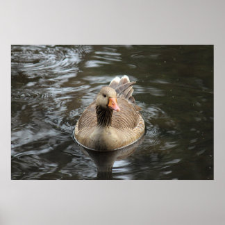 Póster Greylag Goose. Lago Roath Park, Cardiff, Gales Pos