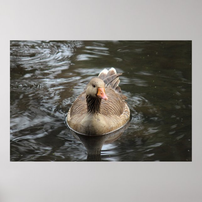 Póster Greylag Goose. Lago Roath Park, Cardiff, Gales Pos (Frente)