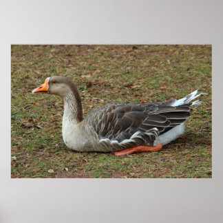 Póster Greylag Swan Goose Cross