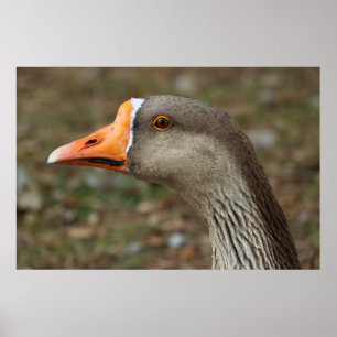 Póster Greylag Swan Goose Cross