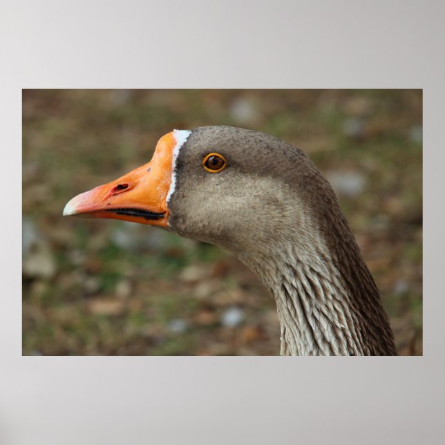 Póster Greylag Swan Goose Cross (Frente)