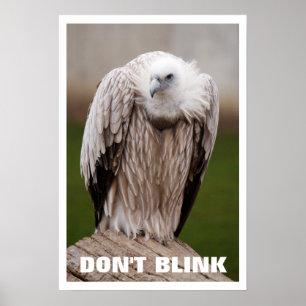 Póster Griffon Vulture, no parodie a Poster