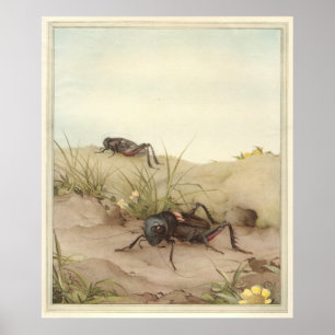 Póster GRILLO de THE FIELD - ilustracion de libro del