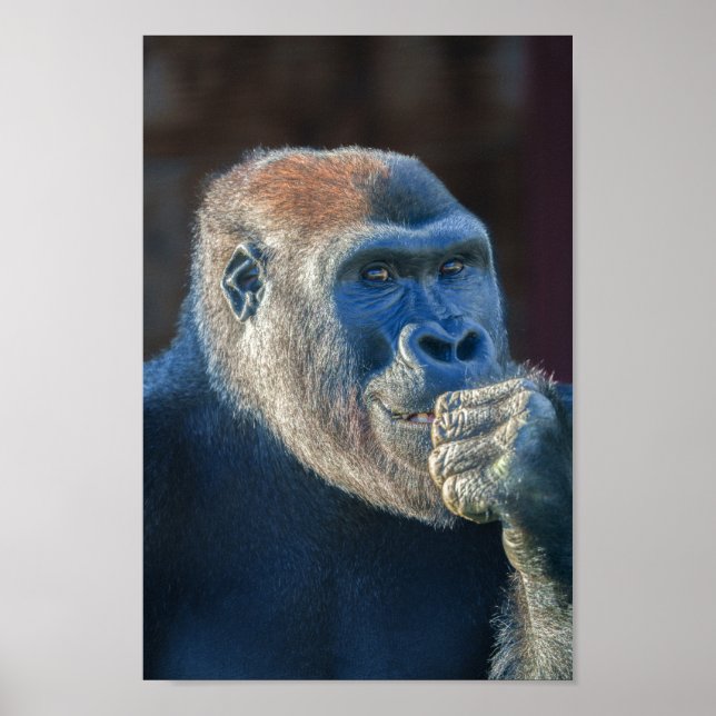 Póster Grin de Gorilla Lope (Frente)