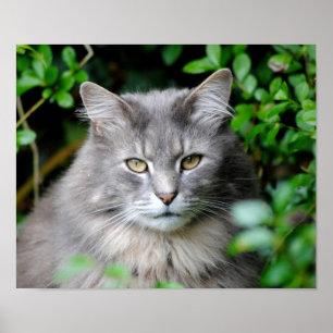 Póster Gris