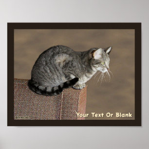 Póster Gris ahumado gato de tabulación