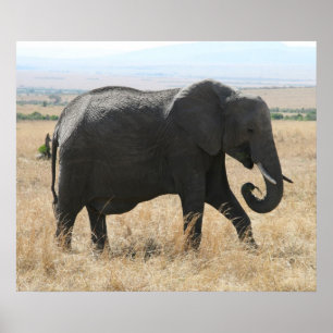 Póster gris elefante