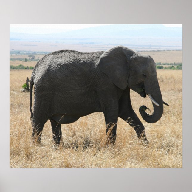 Póster gris elefante (Frente)