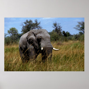 Póster Gris Elephant Grasslands