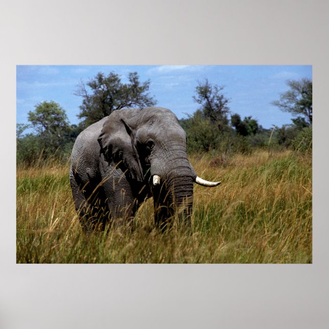 Póster Gris Elephant Grasslands (Frente)