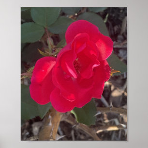 Póster gris flor roja estampada