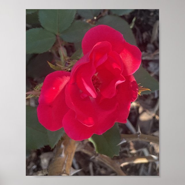 Póster gris flor roja estampada (Frente)