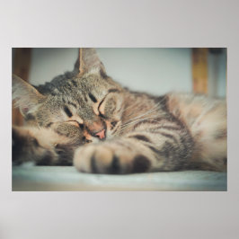 Póster Gris grueso negro gato durmiendo