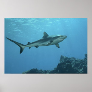 Póster Gris Reefshark en la barrera de coral de la isla Y