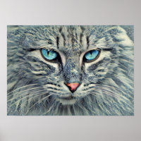 Gris Tabby Cat-Blue Eyes