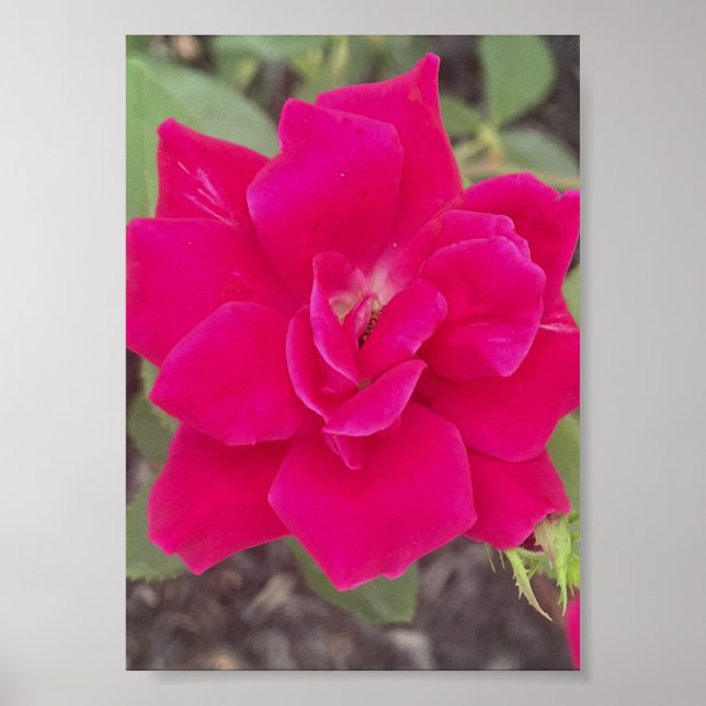 Póster grismedia Floral Impreso Rojo (Frente)