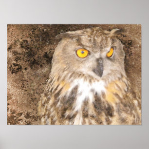 Póster Gritty Eagle Owl