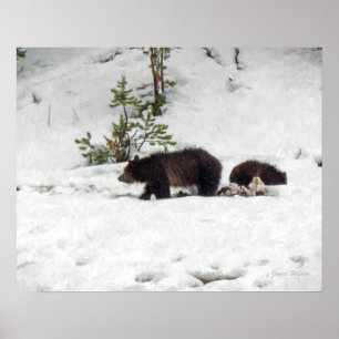 Póster Grizzlies in the Snow Poster Print
