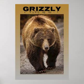Póster Grizzly