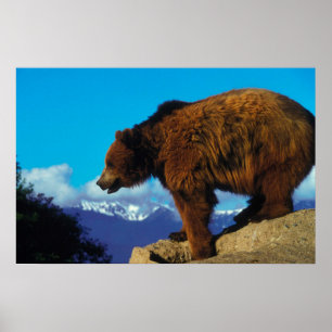 Póster Grizzly Bear