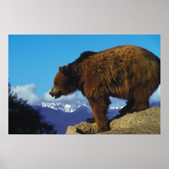 Póster Grizzly Bear (Frente)