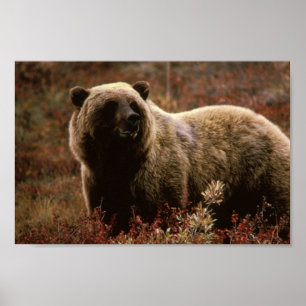 Póster Grizzly Bear Poster