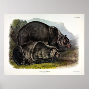 Póster Grizzly Bear (Ursus arctos horribilis) por Audubon