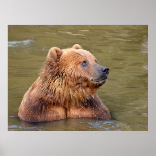 Póster Grizzly en el agua