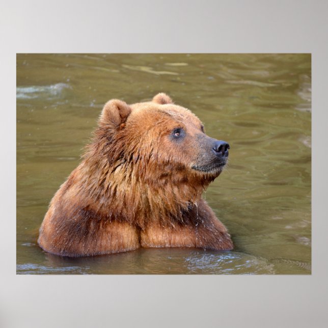 Póster Grizzly en el agua (Frente)