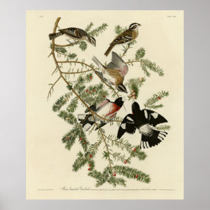 Póster Grosbeak con pecho Rosa, Aves de América de Audubo