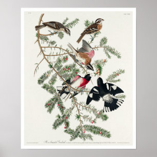 Póster Grosbeak con pecho Rosa, de Audubon Poster
