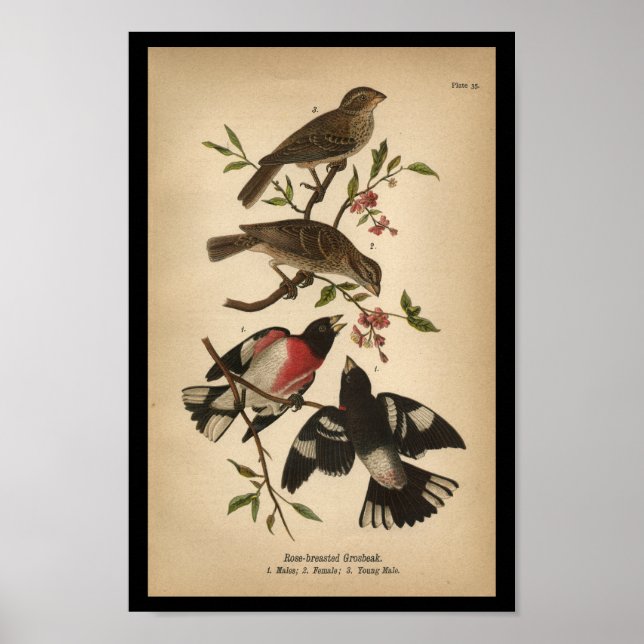 Póster Grosbeak con pechos Rosa de 1890 (Frente)