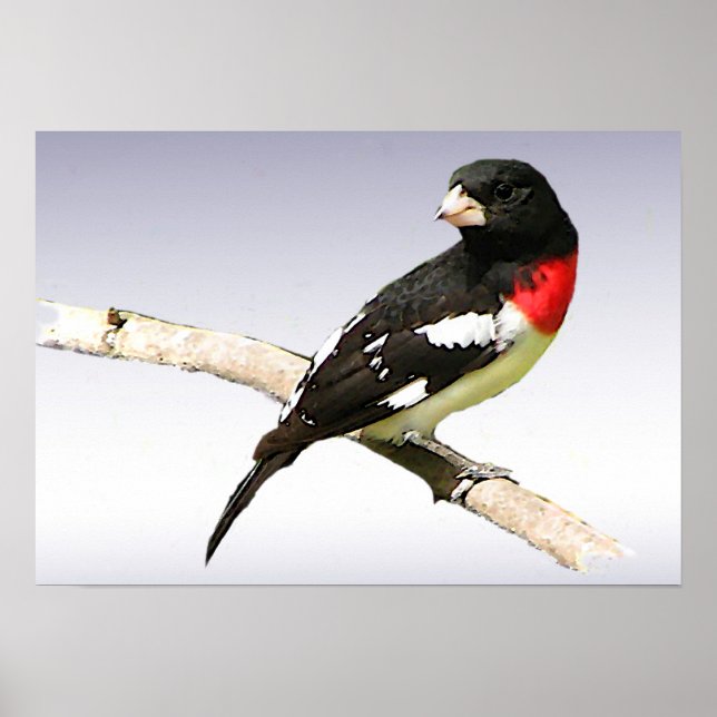 Póster Grosbeak de pecho Rosa (Frente)