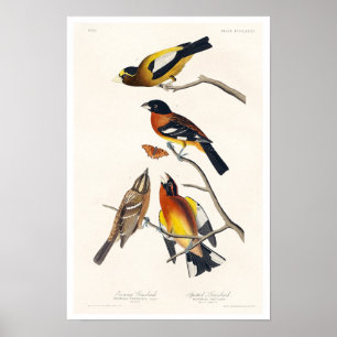 Póster Grosbeak vespertino y Grosbeak visto por Audubon