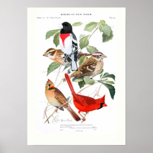 Póster Grosbeak y el cardenal