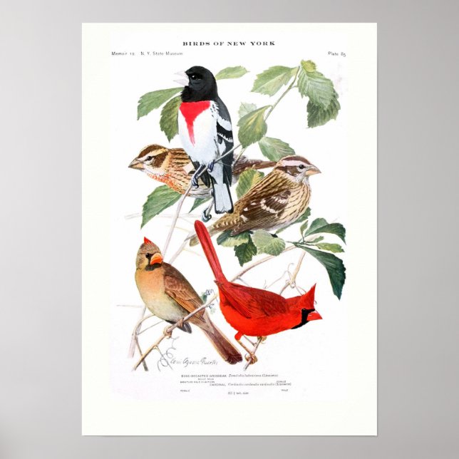 Póster Grosbeak y el cardenal (Frente)