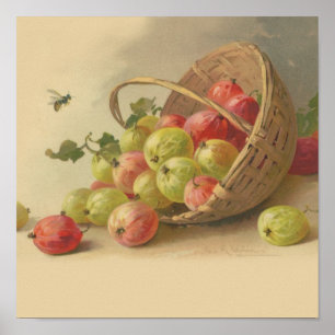 Póster Grosellas espinosas del vintage