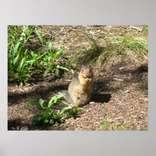 Póster Ground Squirrel 4 Photo Print