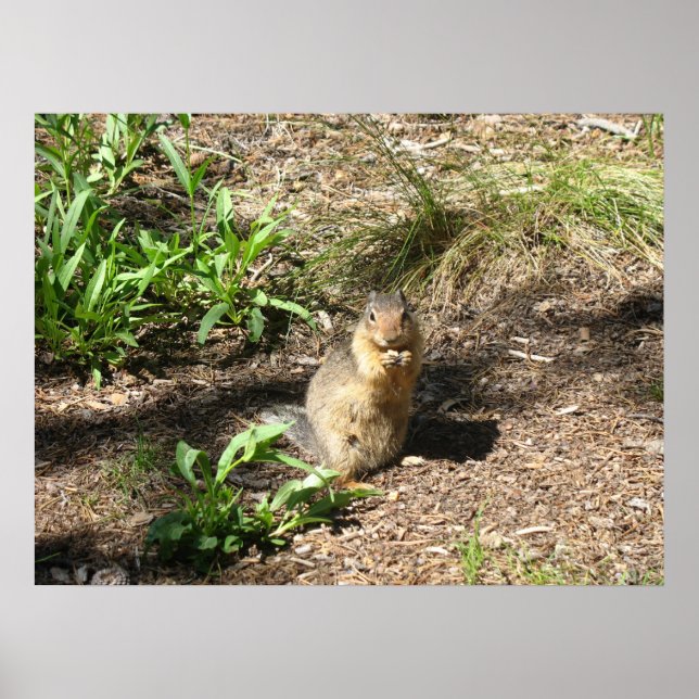 Póster Ground Squirrel 4 Photo Print (Frente)