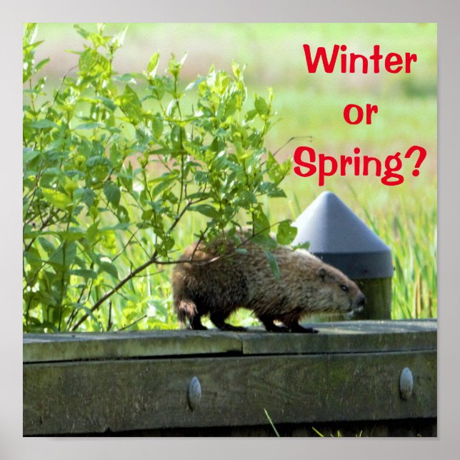 Póster Groundhog (Frente)